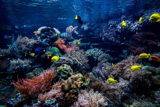 A bela vida marinha em Bali - Indonésia