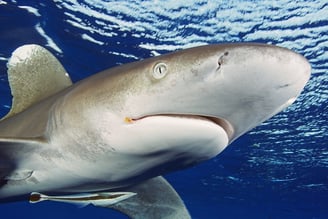 Requin Longimanus de face
