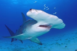 Grand Requin Marteau Halicorne