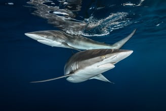 2 Requins longimanus Greg Lecoeur
