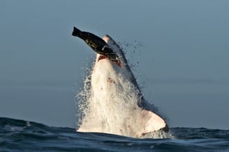 requin blanc qui capture une otarie en sortant de l'eau