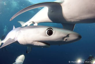 œil requin peau bleue