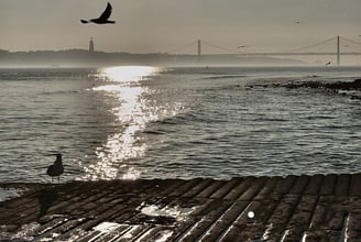 a bird flying over a body of water in sunset