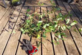 a bundle of honeysuckle vines freshly cut on a wood front porch