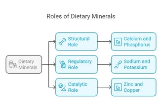 Key Functions of dietary minerals