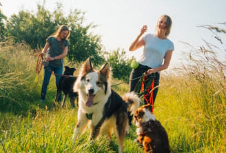 Tabea und Toni mit drei Hunden – Trainingsspaziergang in der Natur mit persönlicher Begleitung