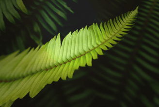 Ferns on golden brushed aluminum. High resolution, gallery-quality prints.