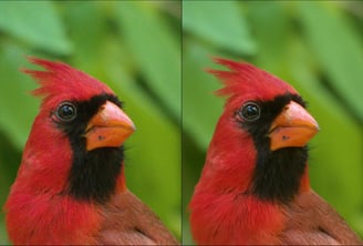 At times, Photo AI can take a good shot that is held back by hardware to a great shot that... isn't