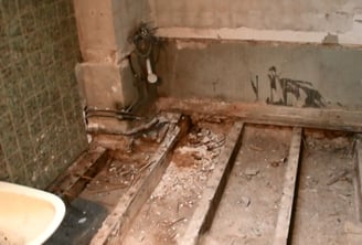 CJR AUDITS champignons lignivores les polypores des caves
