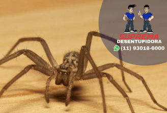 controle de aranhas