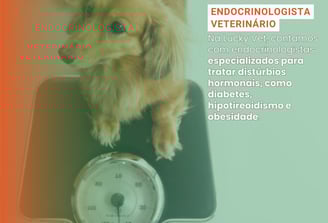 Endocrinologia Veterinária é na Lucky Vet, Pet Shop e Clínica Vererinária na Zona Norte de São Paulo
