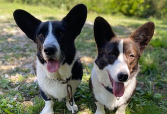 deux chiens en pension chez nanette
