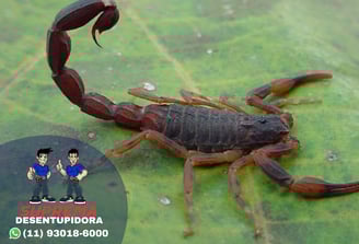 escorpião