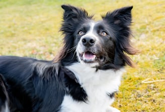Meine Leistungen bei Hunden