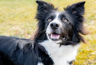 Meine Leistungen bei Hunden