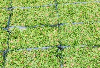 pearl grass rumput mutiara