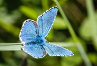 Photo d'un papillon bleu posé sur un brin d'herbe
