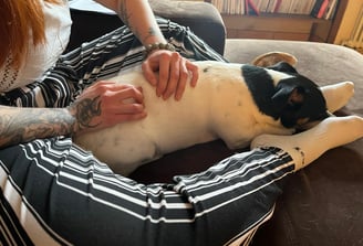 humain tatoué qui soigne avec ses mains un chien jack russel qui dort entre ses jambes