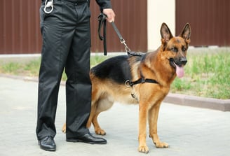 Sécurité cynophile Maîtres-chiens formés pour surveiller, dissuader et intervenir efficacement.