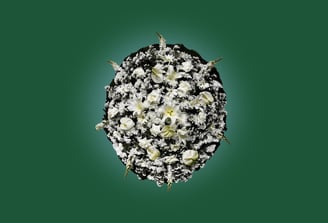 Imagem de coroa de flores B luxo branca do grupo maya do serviço funerário de são paulo