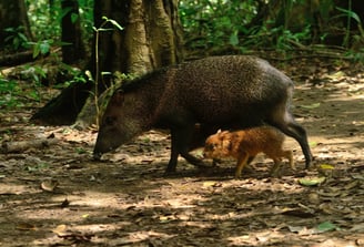 a wild boar is shown in this image at Corcovado National Park