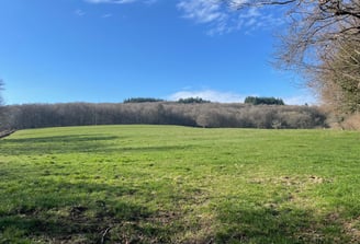 Grand pré de la pension pré équine de la Nièvre