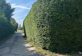 hedge cutting warwick