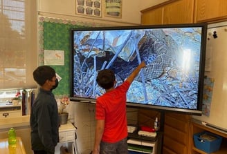 Two elementary age kids watching the the RattleCam livestream on a large TV