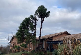 démontage arbre maison