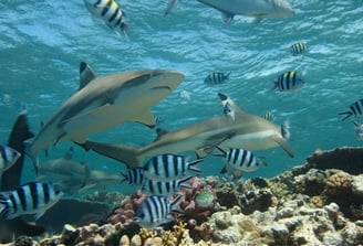 requin-pointes-noires