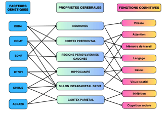 les facteurs de l'intelligence humaine