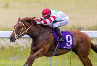 Horse racing at Nanango racetrack