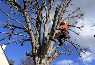 a man in a red shirt is climbing up a tree