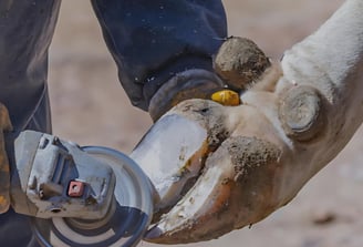 Worker performing hoof trimming using hoof care tools.