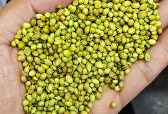 Premium Quality Green Sabut Dhaniya Supplier and Wholesaler in Siyaganj Indore – Sampurnaa Enterpris
