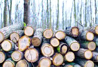 logs cutting