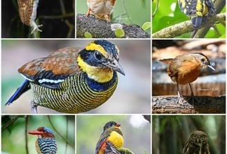 West Java Birding Tour