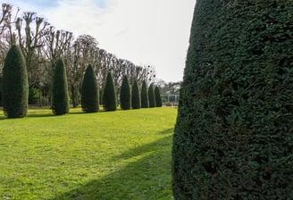 Green Trimmed Lawn with Cedar Trees -- Smiling Lawn