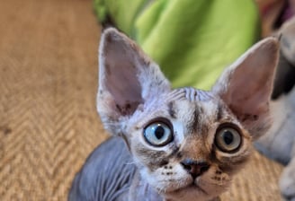 Chaton Devon Rex