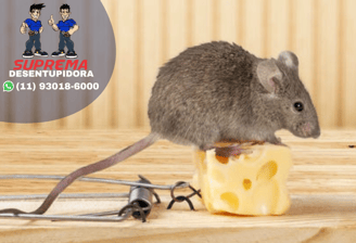 controle de ratos