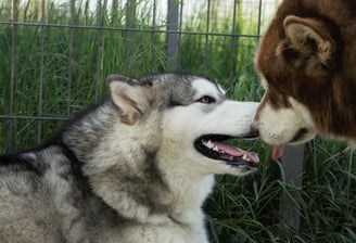 effusioni tra 2 alaskan malamute