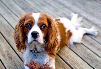 King Charles