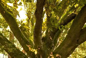 Vieil arbre