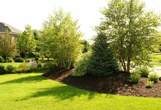 a garden with a lawn and a tree