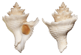 Babelomurex kawamurai