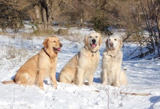 trois beaux goldens Retrievers dans la neige 