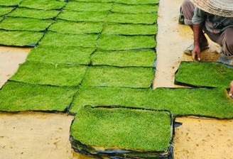 Japanese Grass 