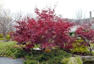 a red tree in a garden with a pond and a bench