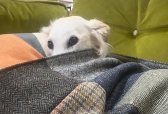 A cream dog enjoys snuggling under a recycled wool quilt