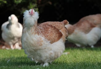 A beautiful Salmon Faverolles hen calmly standing on green grass